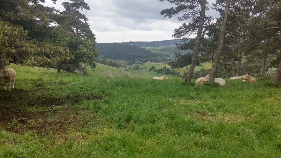 Paysage du Gévaudan en montant vers La Bourrade