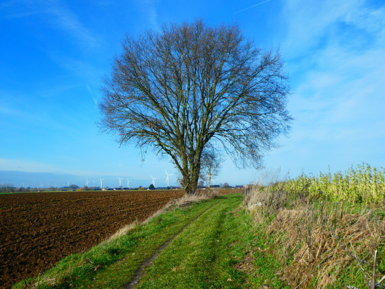 Paysage hesbignon