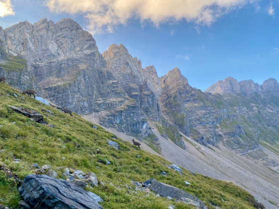 paysage montagne
