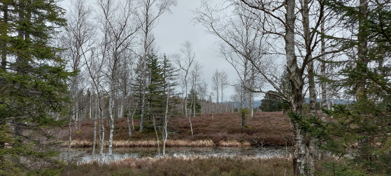 Paysage nordique