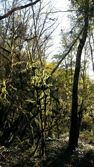 Paysage onirique au milieu des bois