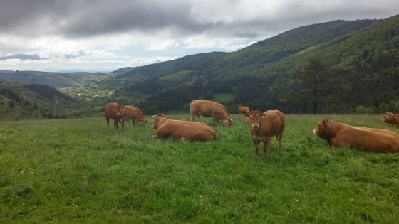 Paysage sur le Mont-Lozère