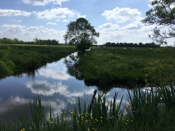 Paysage typique de prairies coupées par un étier