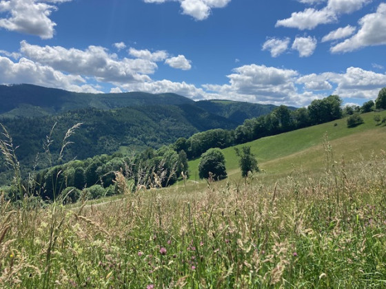 Paysage