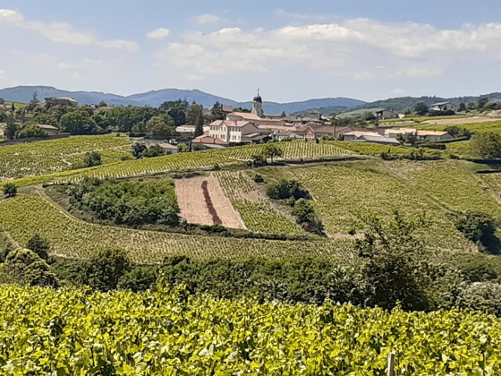 Paysages de vignes
