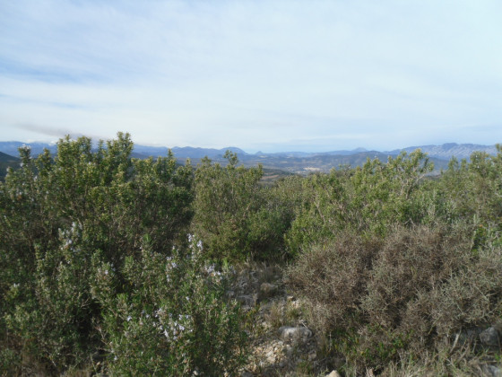 Pedrera