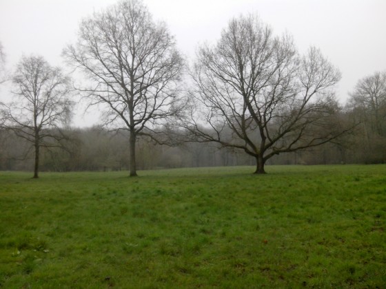 Pelouse arborée