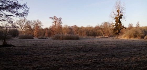 Pelouse et roselières