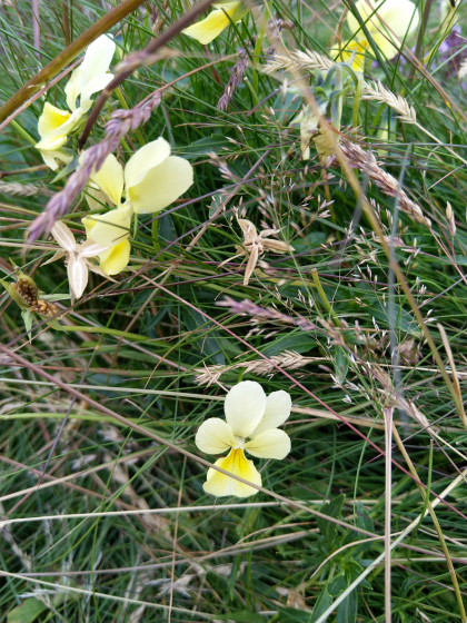 Pensée des Vosges