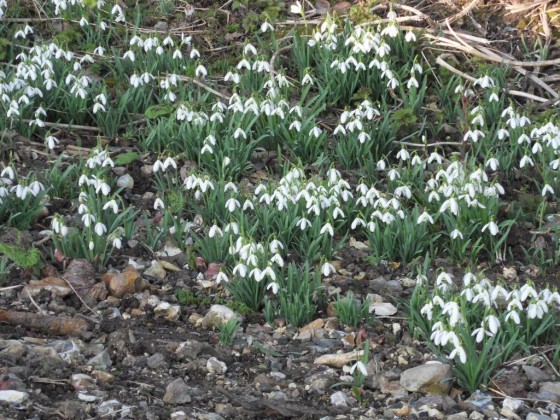 Perce neige sur avenue verte