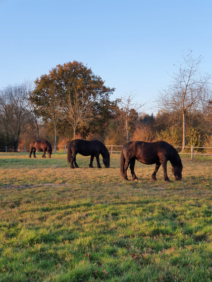 Percherons Maison de la Prairie