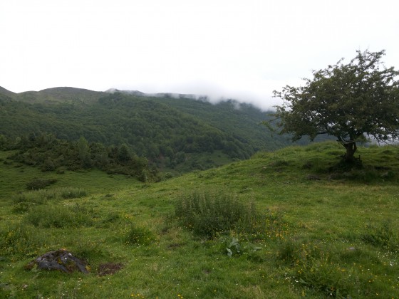 Petit arbre remarquable