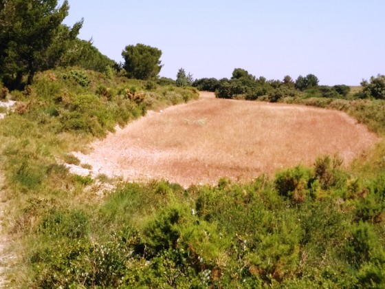 Petit champ dans la garrigue