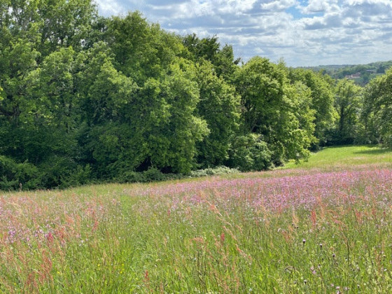 Petit chemin à travers un pré fleuri au printemps