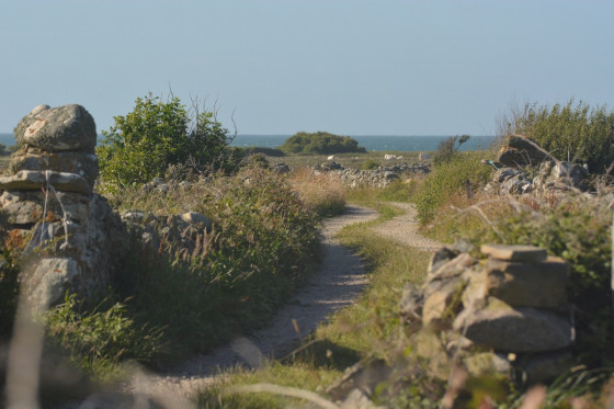 Petit chemin bordé de muret de pierres