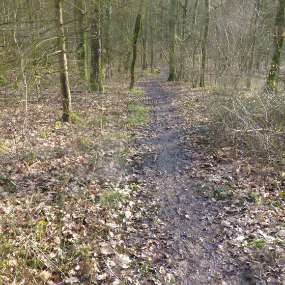 Petit chemin de bois