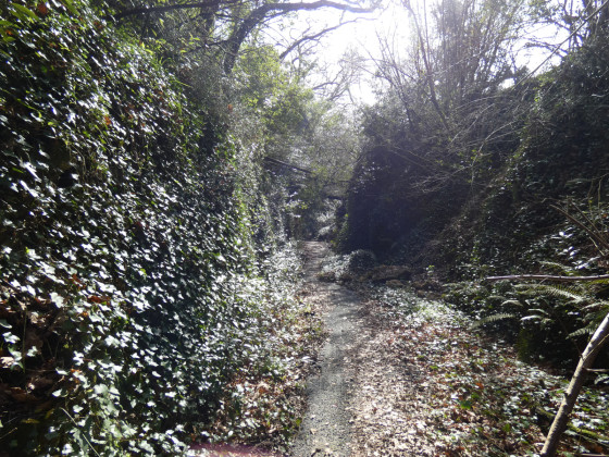 petit chemin ombragé