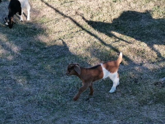 Chevreau
