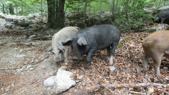 Cochons