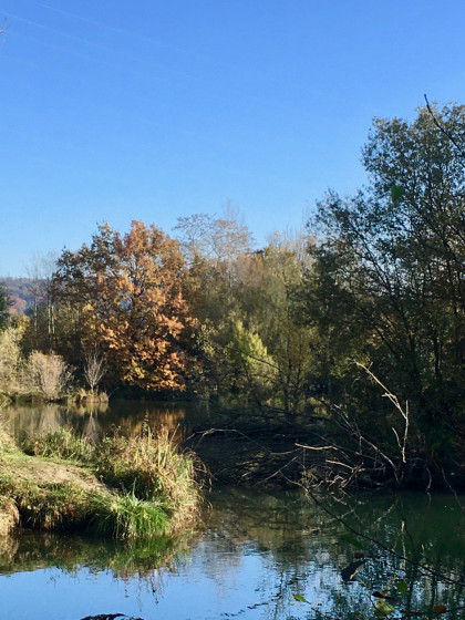 Petit étang sauvage