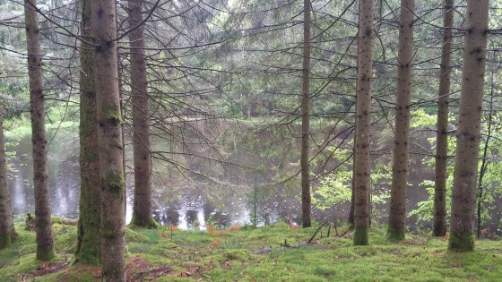 Petit étang un peu mystérieux car il est caché par les arbres
