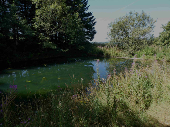 Petit étang
