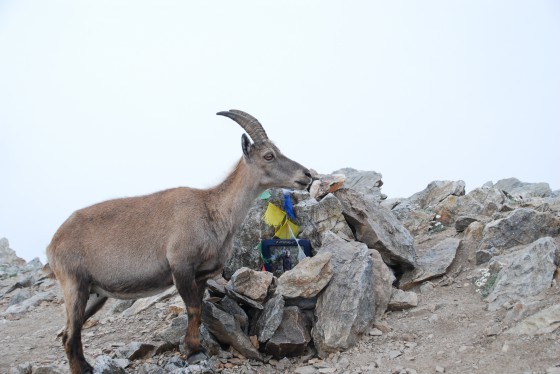 Petit hommage à Hervé Gourdel