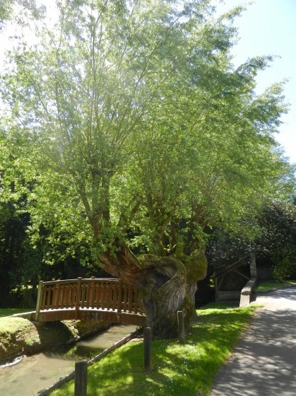Petit pont de bois