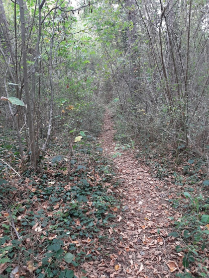 Petit sentier couvert de végétation