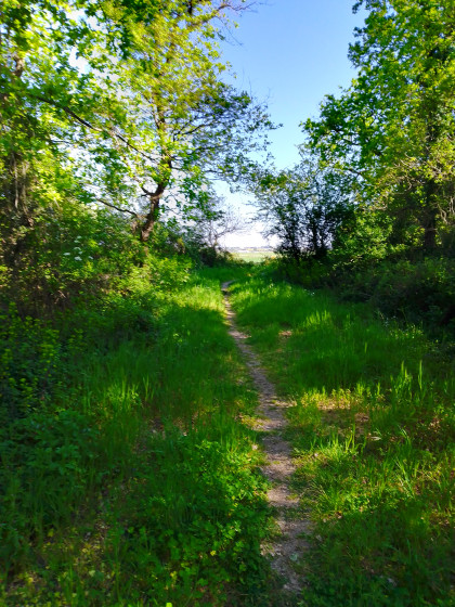 petit sentier en sous-bois