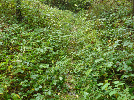 Petit sentier