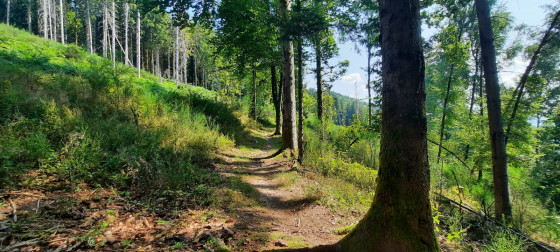PETIT SENTIER