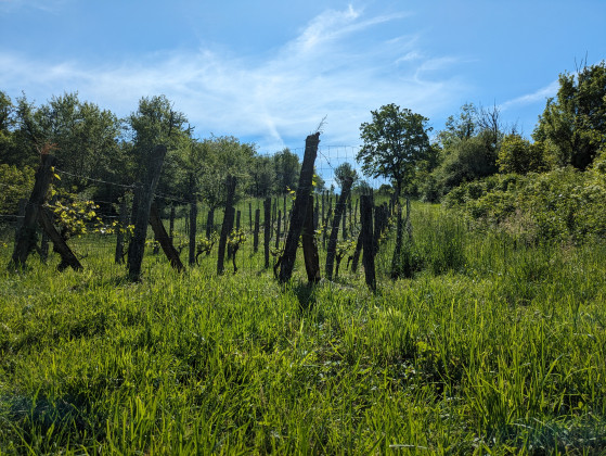 Petit vignoble