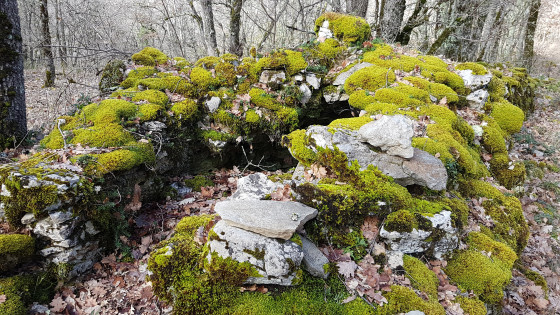 Petite cazelle ruinée