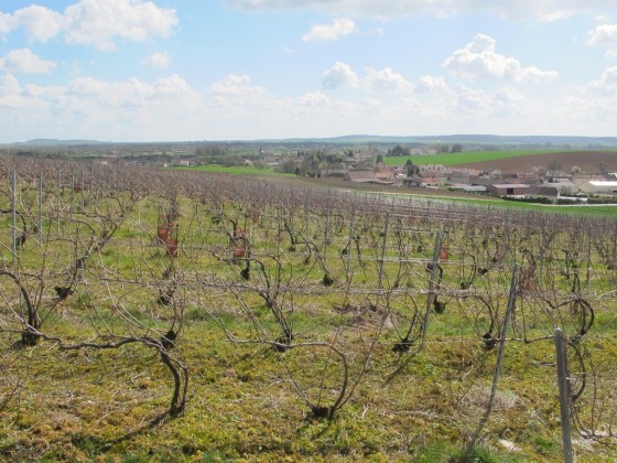 Petite grimpette dans les vignes après Villevenard