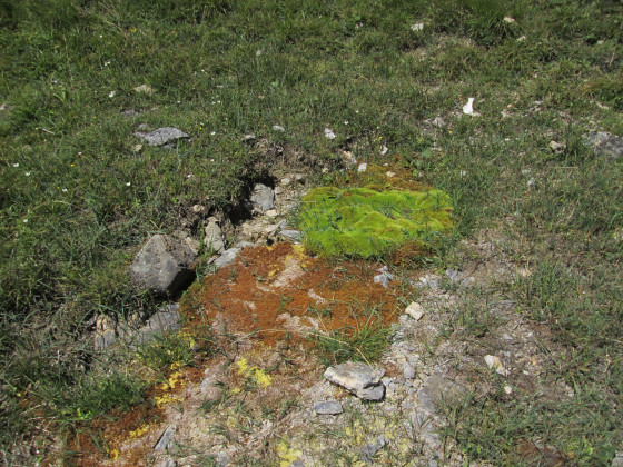 Petite tourbière Petite tourbière