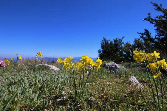 petites jonquilles