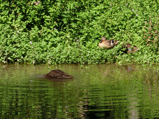Petits habitants de l' étang de Rosière