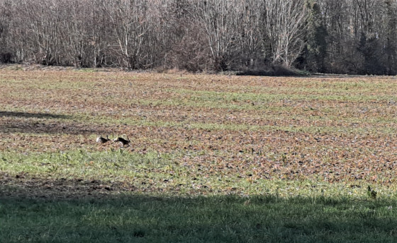 Lapins ou lièvres en fête