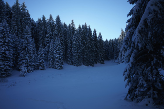 Peu après le départ, dans la forêt