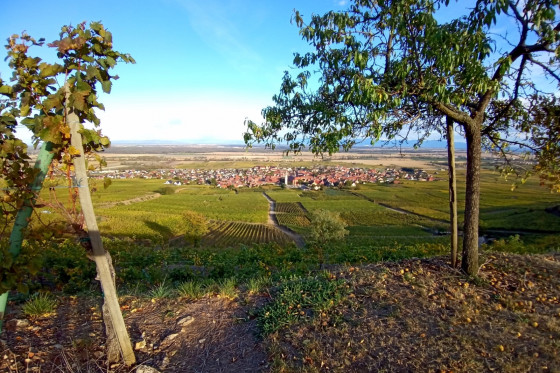 Pfaffenheim au cœur du vignoble alsacien