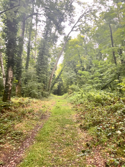 Dans les bois