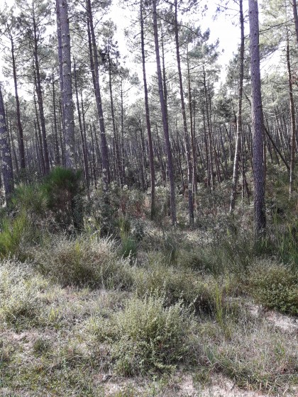 Photo de la forêt des landes de Biscarosse