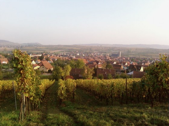 Photo des vignes de Westhoffen