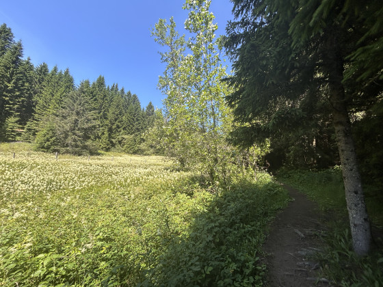 Photo en été