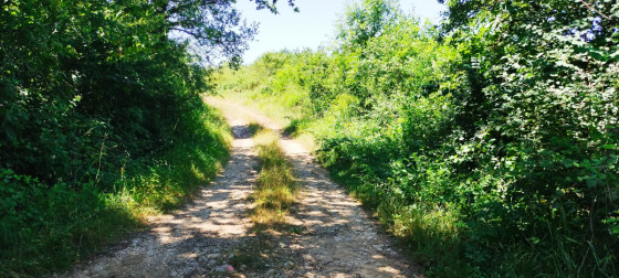 Photo N°6 - Le chemin forestier vers le Mont Rosset