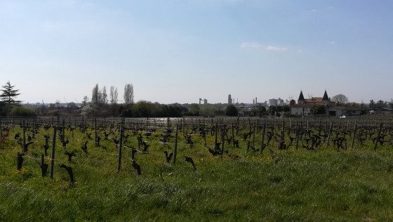 Pièce de vigne