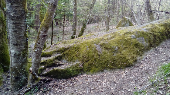 Pierres &agrave; cupules