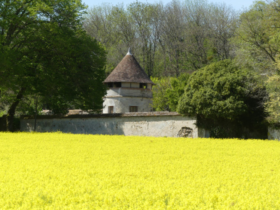 Pigeonnier au-dessus de champ de Colza