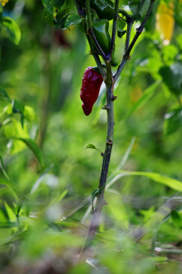 Piment